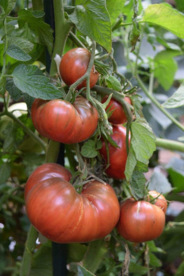 CYBEXIS XLL-18 - Cherokee Purple Slicing Tomato - (1350 Seeds) Seed(1350 per packet)