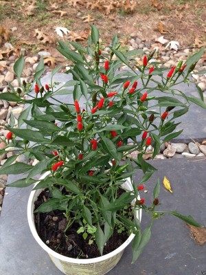 VibeX NBIR-25 - Filipino Bird's Eye Chili Very Super Hot! - (450 Seeds) Seed(450 per packet)