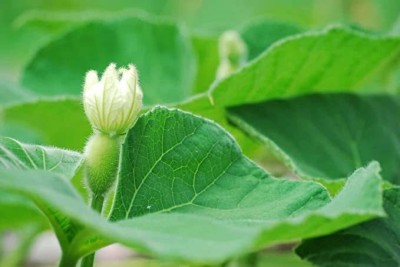 KANAYA Long Bottle Gourd - Calabash-Lauki-Ghiya-Lau Hybrid Vegetable Seed(10 per packet)