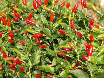 VibeX ® VXI-111 Firecracker Chilli Seeds - Immense Crop of Long, Thin Chilli Seed(200 per packet)