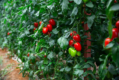 CYBEXIS LXI-56 - Roma Tomato - (1350 Seeds) Seed(1350 per packet)