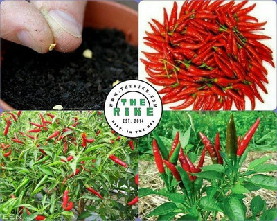 VibeX TLX-75 - Bird's Eye Chili - (1350 Seeds) Seed(1350 per packet)