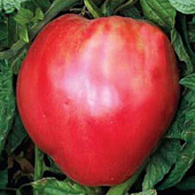 WILLVINE NBIR-310 Giantissmo Oxheart Tomato Seeds-2500 Seeds Seed(2500 per packet)