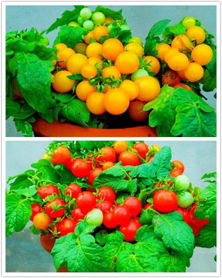 VibeX ® XLR-512 Indoor Cherry Tomato Dwarf Heirloom Seeds Seed(200 per packet)