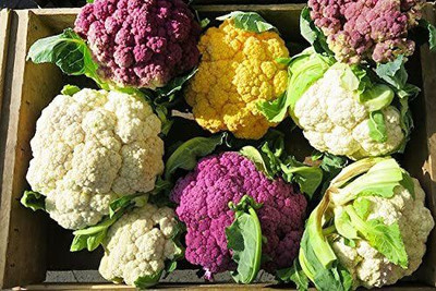 CYBEXIS KGF -71 - Cauliflower Mix - (1350 Seeds) Seed(1350 per packet)