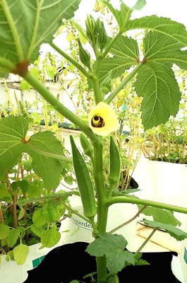 CYBEXIS VVI-38 - ARKA ANAMIKA Okra/BHINDI/Lady Finger - (1350 Seeds) Seed(1350 per packet)