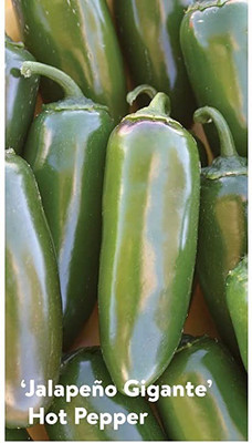 CYBEXIS XLR-57 - Hybrid Chilli Pepper Jalapeno Gigante’ to salsas - (150 Seeds) Seed(150 per packet)