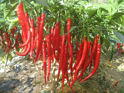 WILLVINE TLX-490 Red Long Slender Pepper Chilli Seed Seed(200 per packet)