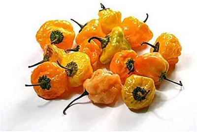 Biosnyg ®XLR-988 Scotch Bonnet Chilli Seed(200 per packet)