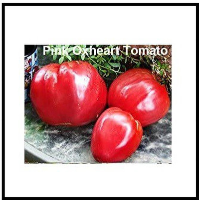 CYBEXIS LX-13 - Pink Oxheart Tomato - (150 Seeds) Seed(150 per packet)