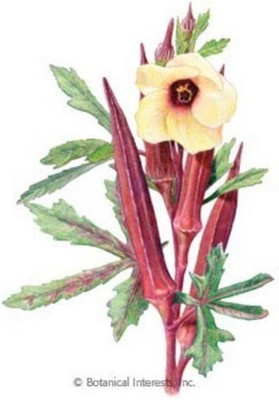 CYBEXIS NBIR-76 - Okra: Burgundy Red - (1350 Seeds) Seed(1350 per packet)