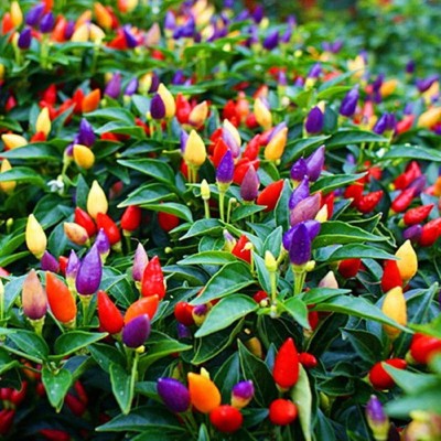 VibeX ® VLR-672 Bolivian Rainbow Pepper Chilli Seeds Seed(200 per packet)