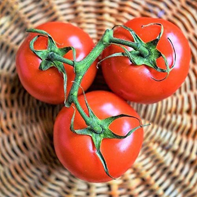 WILLVINE GBPUT-945 Rutgers Tomato Seeds Seed(200 per packet)