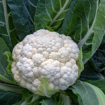 CYBEXIS LX-30 - Cauliflower (Snowball Y Improved) - (150 Seeds) Seed(150 per packet)