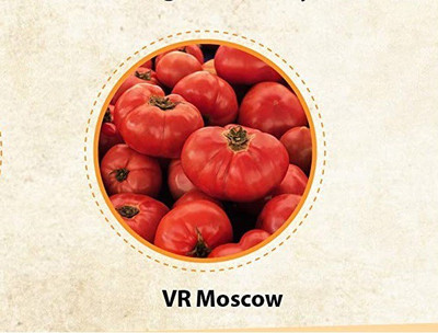 VibeX LX-30 - VR Moscow tomatoes - (150 Seeds) Seed(150 per packet)