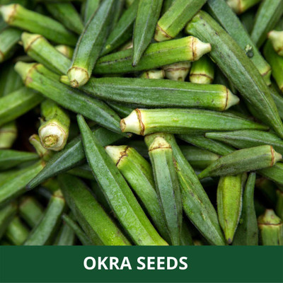 CYBEXIS NBIR-93 - F1 OKRA BHINDI SUJATA - (1350 Seeds) Seed(1350 per packet)