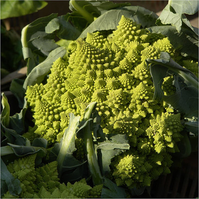 CYBEXIS HUA-82 - Romanesco Cauliflower - (1350 Seeds) Seed(1350 per packet)