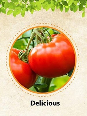 CYBEXIS NBIR-93 - Delicious tomato - (1350 Seeds) Seed(1350 per packet)