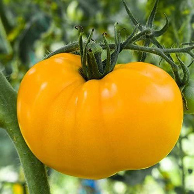WILLVINE SCI-887 Azoychka Tomato Seeds-1000 Seeds Seed(1000 per packet)