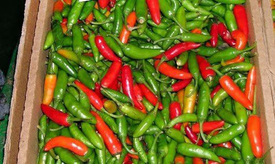 CYBEXIS LX-81 - Brazilian Hot Pepper Chilli - (450 Seeds) Seed(450 per packet)