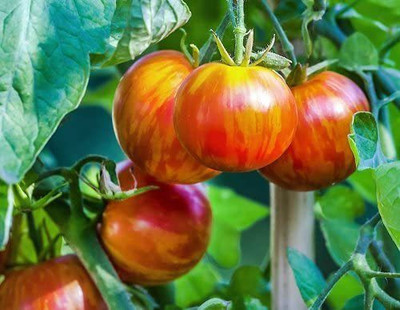 WILLVINE SCI-437 Giant 1-2 LB Mr. Stripey Tomato Seeds-250 Seeds Seed(250 per packet)
