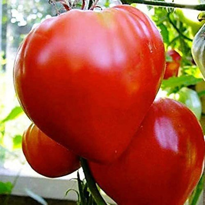 VibeX Tomato Seed(200 per packet)