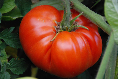 CYBEXIS XLR-91 - Red Giant Beefsteak Tomato Determinate - (150 Seeds) Seed(150 per packet)