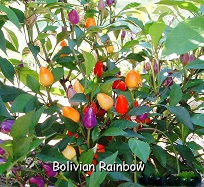 WILLVINE HUA-701 Bolivian Rainbow Pepper Chilli Seeds Seed(200 per packet)