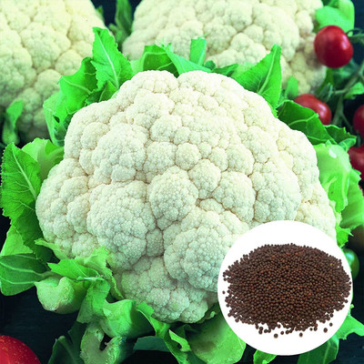 CYBEXIS XLL-69 - Cauliflower Improved Non GMO - (1350 Seeds) Seed(1350 per packet)