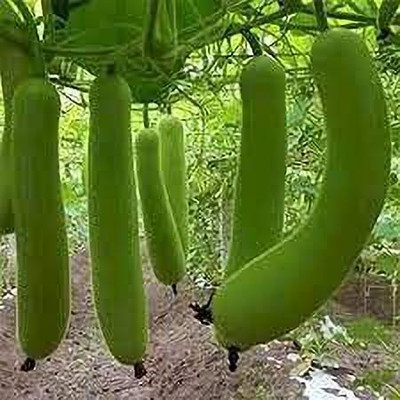 KANAYA Bottle Gourd Lauki Lau Clabash Seeds Hybrid Seed(48 per packet)