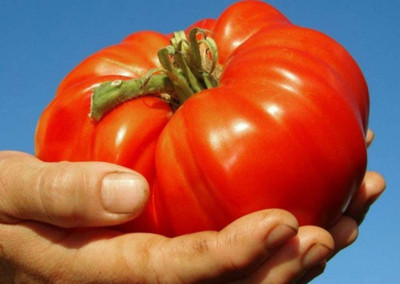 VibeX ® XXL-116 Giant Beefsteak Tomato Determinate Seed(200 per packet)