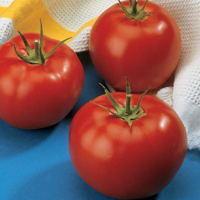 VibeX XL-12 - Early Pick VF' Red Beefsteak Slicing Tomato - (150 Seeds) Seed(150 per packet)