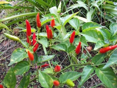 VibeX GBPUT-44 - Non-GMO Tabasco Type Spicy Chilli - (150 Seeds) Seed(150 per packet)