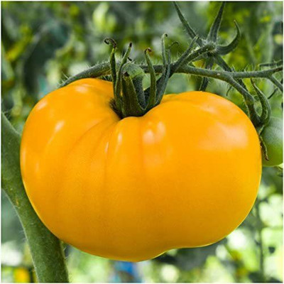 CYBEXIS PUAS-60 - Yellow Brandywine Tomato - (1350 Seeds) Seed(1350 per packet)