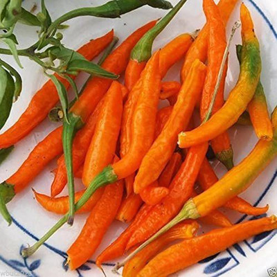 CYBEXIS ATS-16 - Orange Thai Chili/Chilli - (450 Seeds) Seed(450 per packet)