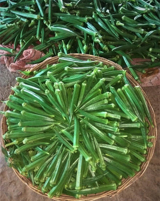 CYBEXIS XLR-23 - Hybrid F1 Okra - Bhendi - (450 Seeds) Seed(450 per packet)