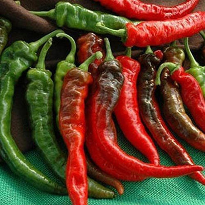 VibeX ® LXI-549 Cheyenne Hybrid F1 Hot Pepper Chilli Seeds Seed(200 per packet)