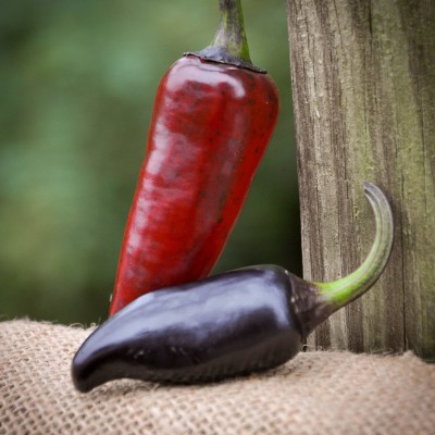 CYBEXIS VVI-38 - Purple Serrano Chilli Pepper Premium - (150 Seeds) Seed(150 per packet)