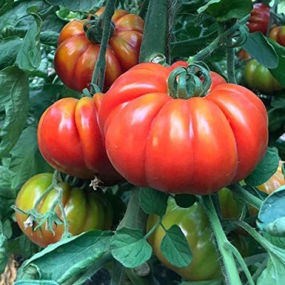 VibeX ® XLR-358 Marmande Marsalato F1 Tomato Seeds Seed(200 per packet)