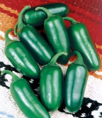 VibeX ® XXL-530 Early Jalapeno Organic Chilli Seeds Seed(200 per packet)