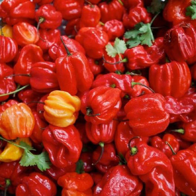 VibeX ® XXL-600 Red Scotch Bonnet Jamaican Chilli Seeds Seed(200 per packet)