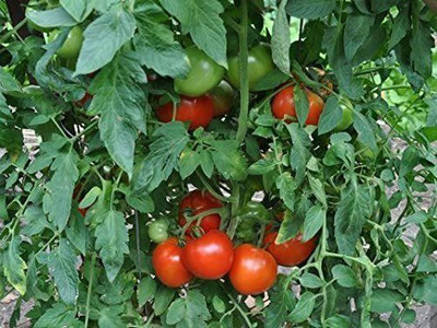 VibeX ® VMR-987 Tomato Seeds- Supersonic Seed(200 per packet)