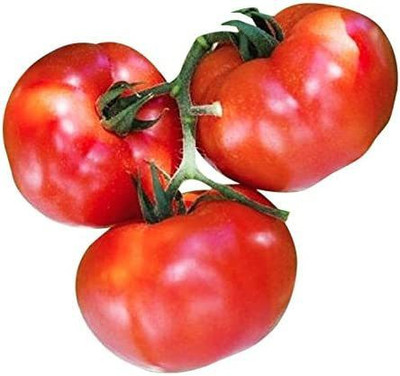 VibeX ® VLR-699 Stupice Heirloom Tomato Seeds -Large Seed(200 per packet)