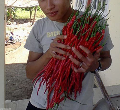 Biosnyg ®HUA-886 Indonesian Chilli Seed(200 per packet)