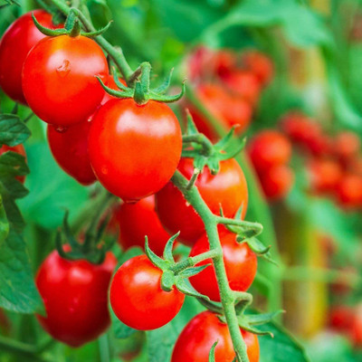 CYBEXIS LXI-39 - Tomato (Large Red Cherry) - (1350 Seeds) Seed(1350 per packet)