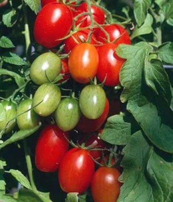 VibeX ® VMR-511 Juliet Grape Tomato Seeds - High yields! Seed(200 per packet)