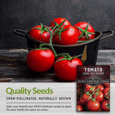 CYBEXIS GBPUT-78 - Large Red Cherry Tomato - (1350 Seeds) Seed(1350 per packet)
