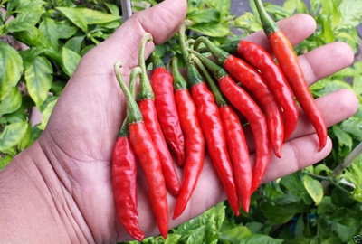 Biosnyg ®RUA-252 Guntur Sannam Chilli Seed(200 per packet)