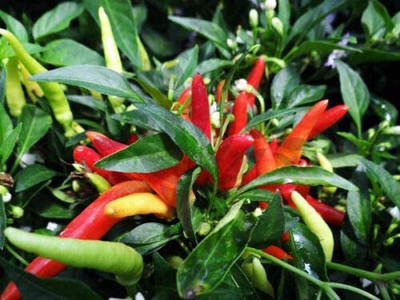 WILLVINE NBIR-899 Chilli Ornamental Pepper Seeds Seed(200 per packet)
