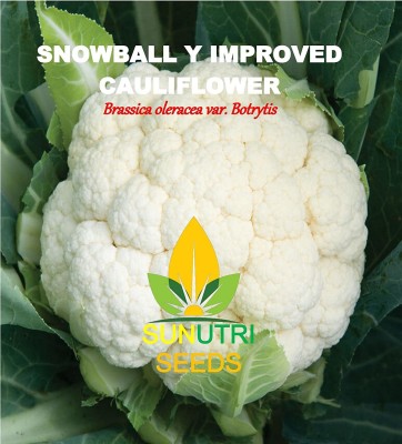 CYBEXIS XLR-91 - Snowball Y Cauliflower Non GMO - (450 Seeds) Seed(450 per packet)